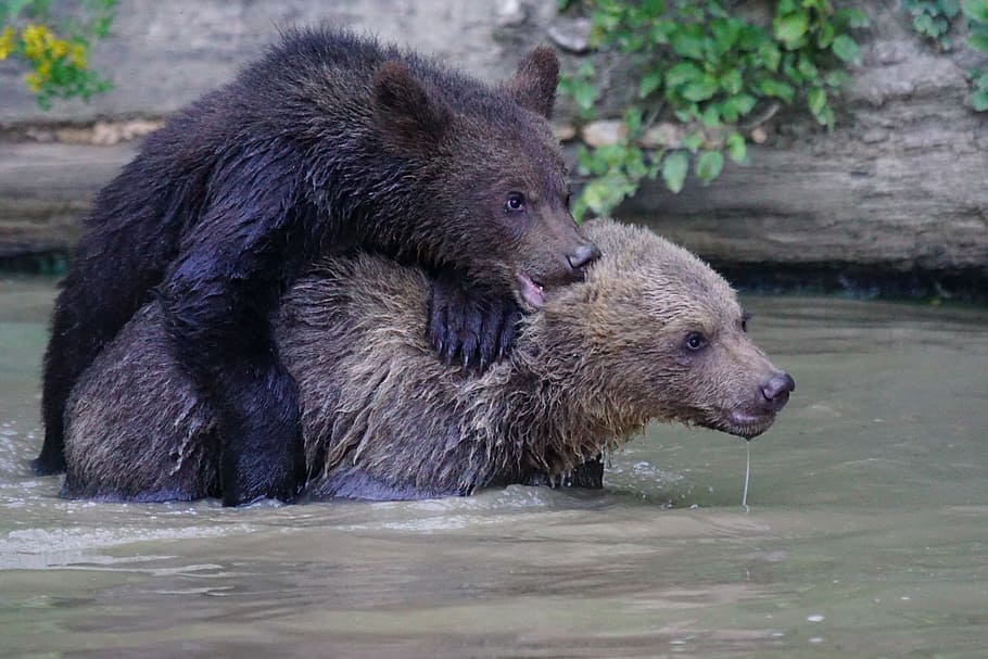 two brown grizzly bears in body of water, Brown Bear, Predator HD wallpaper
