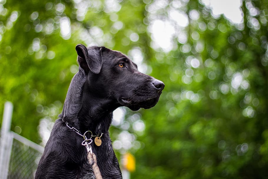 selective focus photography of black great dane, dog, head, nature, HD wallpaper