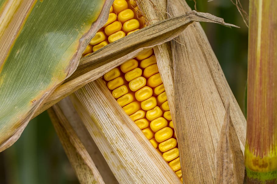 corn, corn on the cob, autumn, fodder maize, corn kernels, food HD wallpaper