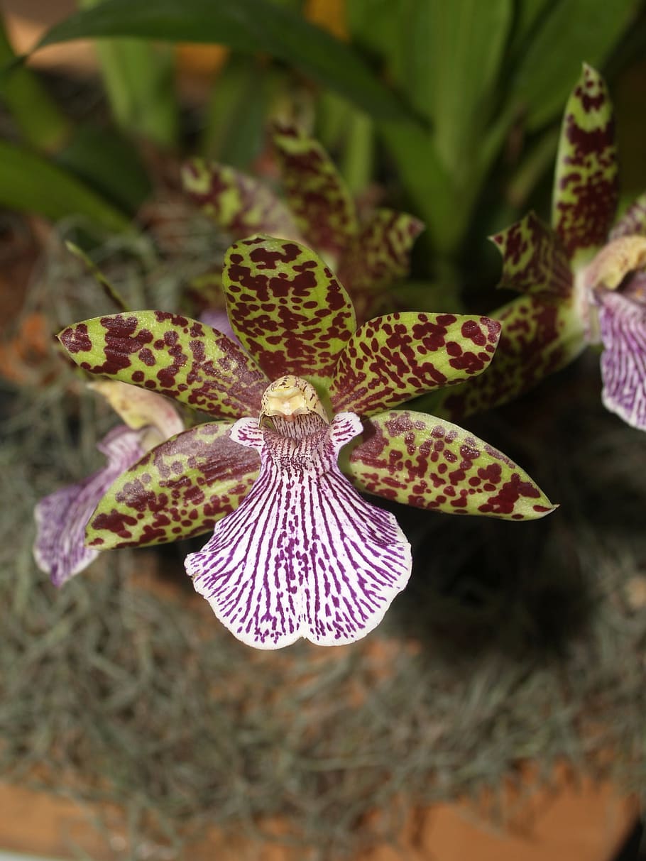 orchid, flower, bright, violet, flora, growth, decoration, bud HD wallpaper