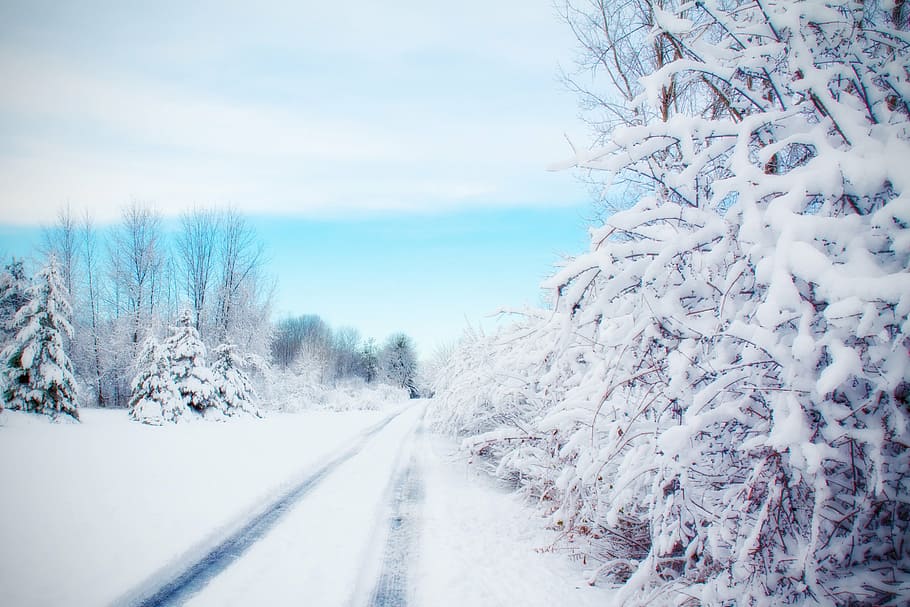 green trees covered with snow, road, snowy road, winter, country HD wallpaper