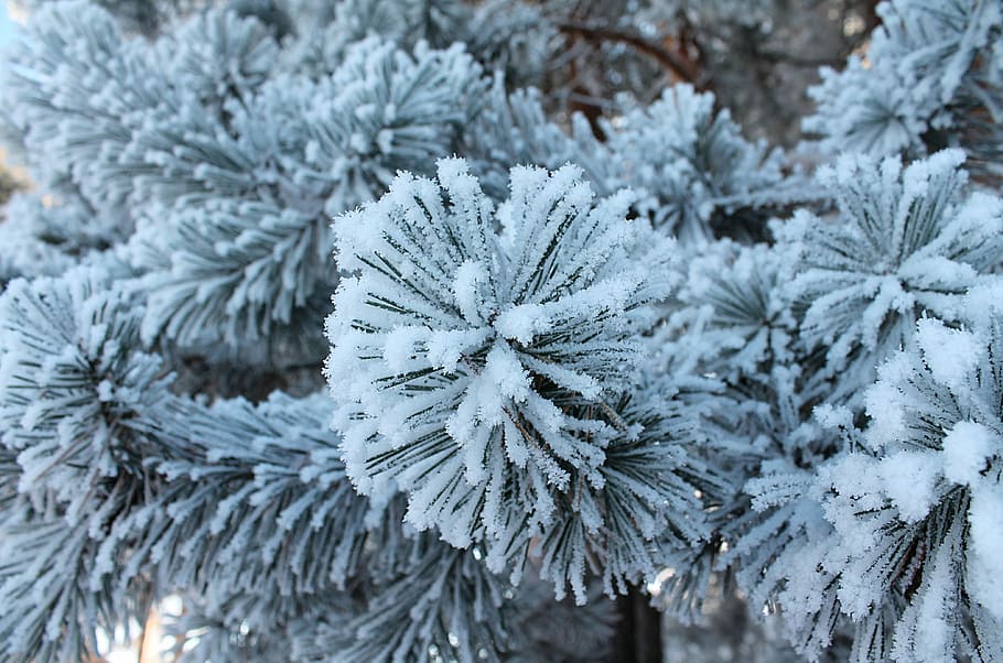 Winter, Forest, Leann, Snow, winter forest, spruce, cold temperature HD wallpaper
