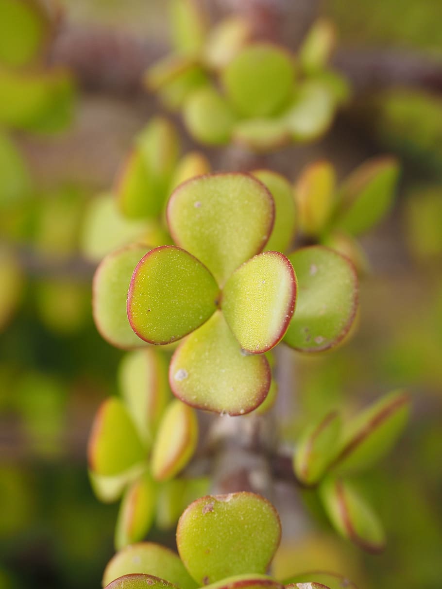 penny tree, bacon tree, leaves, small, meaty, thick, green, HD wallpaper