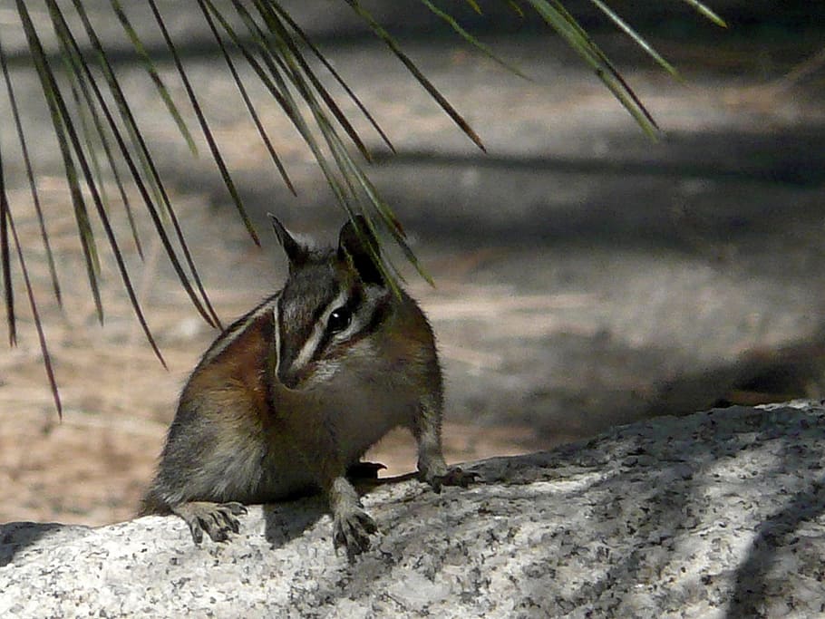 Chipmunk, Desert, Tree, Stem, Animal, mammal, nature, rock HD wallpaper