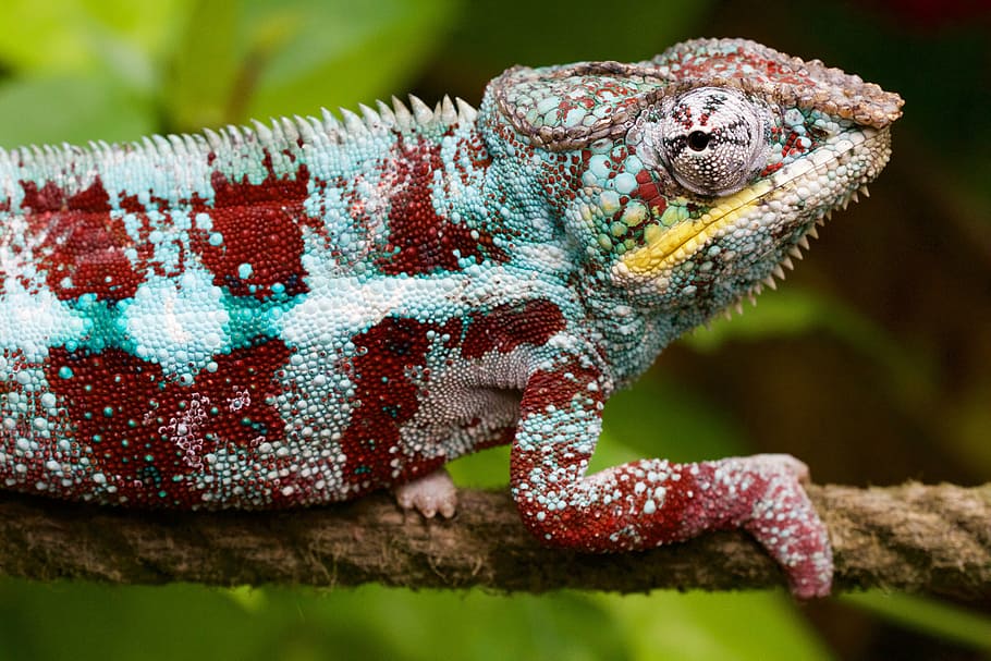 red and blue chameleon on brown rope, nature, animal, lizard HD wallpaper