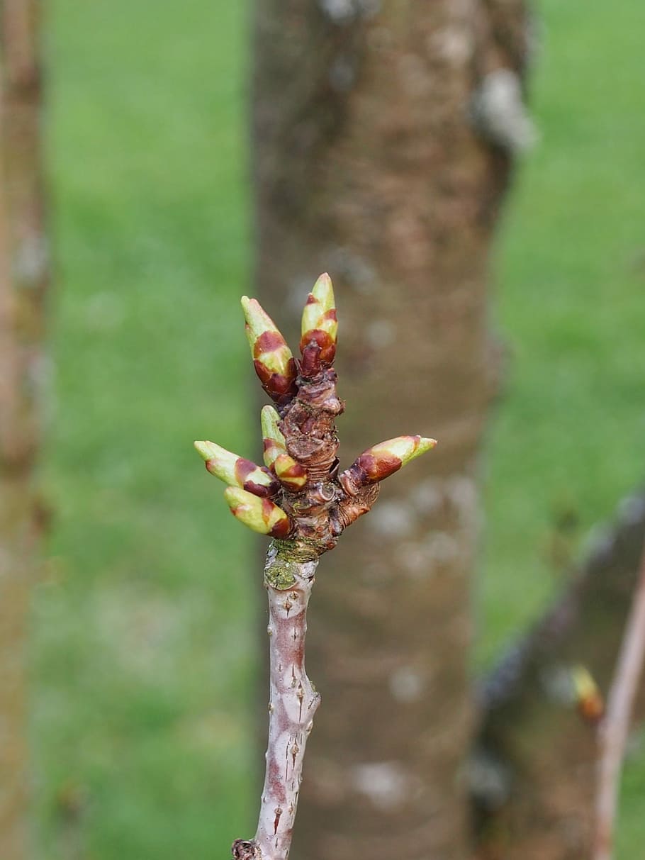 bud, spring, shoots, branch, spring awakening, plant, focus on foreground HD wallpaper