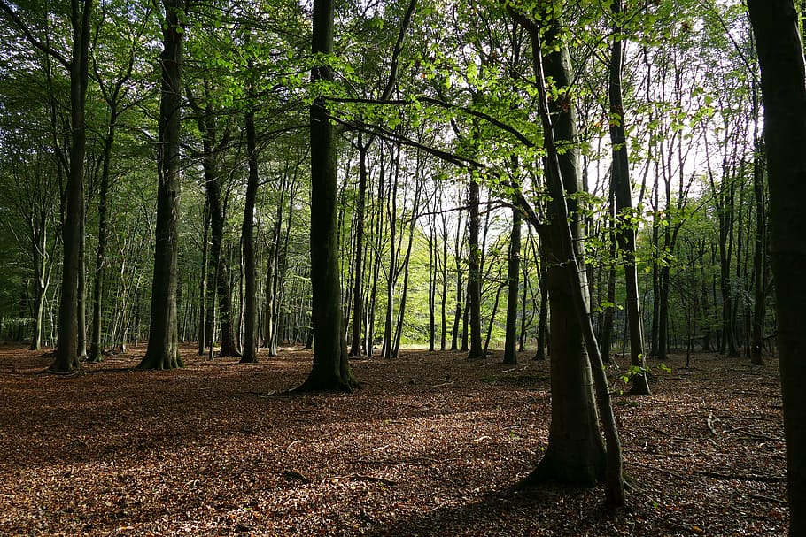 deciduous forest, autumn forest, leaves, nature, tree, plant HD wallpaper