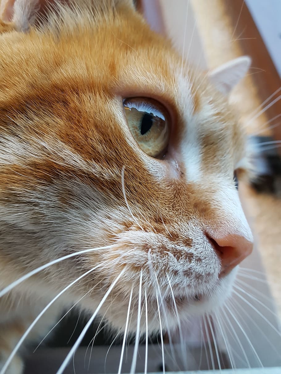 Roux, Red Cat, Cat, Cat, Pet, Fur, pets, domestic cat, one animal HD wallpaper