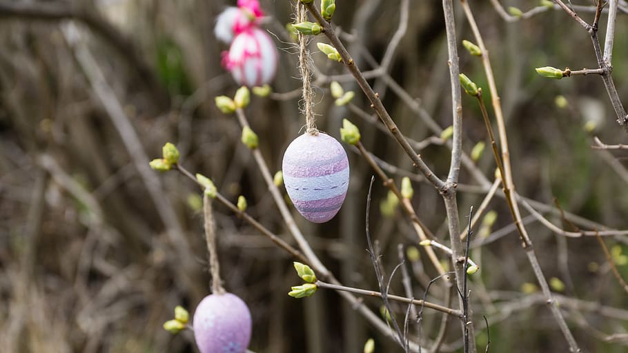 easter, decoration, egg, bush, tree, garden, color, pink, nature HD wallpaper