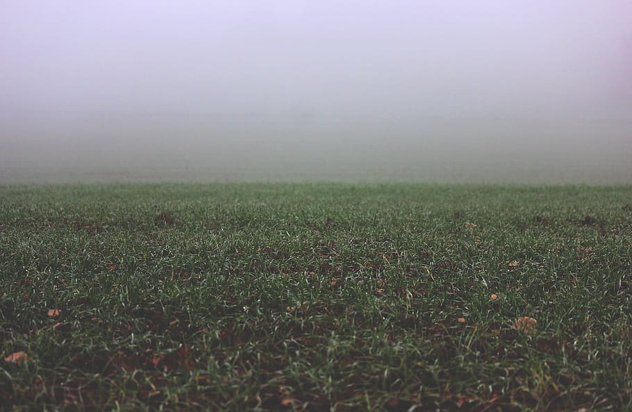 green grass field, green lawn covered with fog during daytime HD wallpaper
