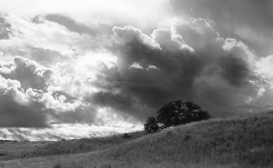 Greyscale Photo of a Tree Under Cloudy Sky at Daytime, farm, field HD wallpaper