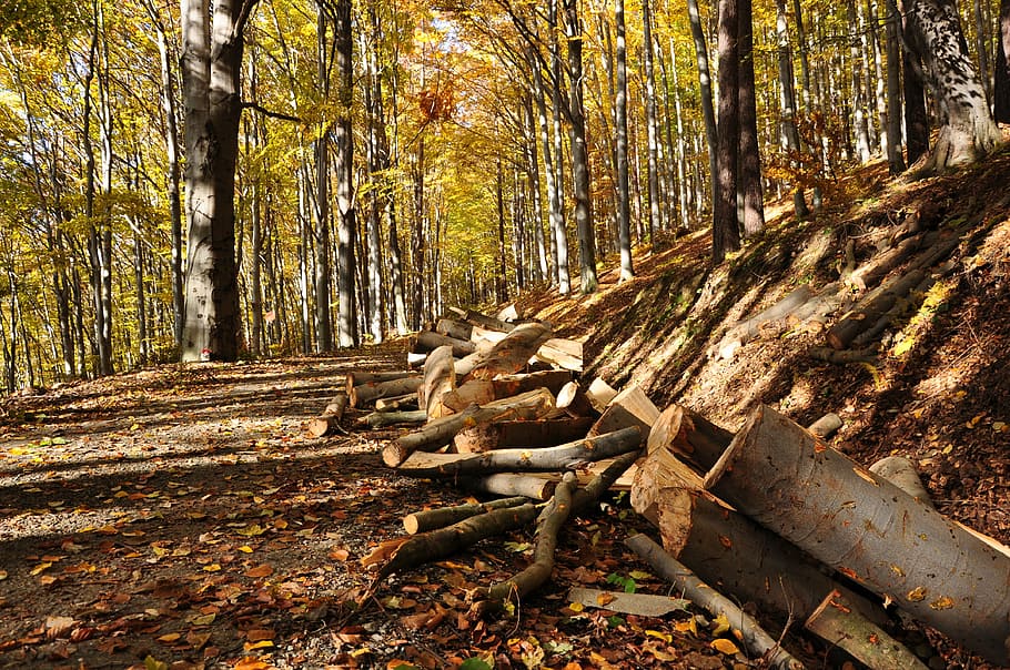 autumn, path, leaves, tree, forest, land, plant, tranquility HD wallpaper