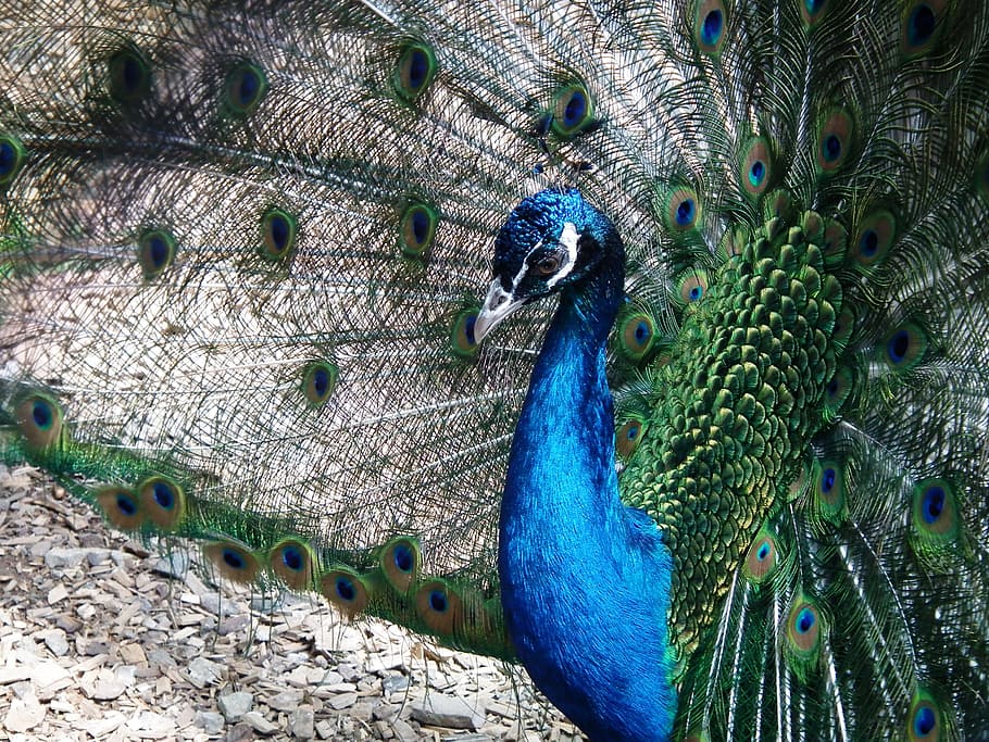 Bird, Peacock, Feather, Animal, blue, iridescent, colorful, HD wallpaper
