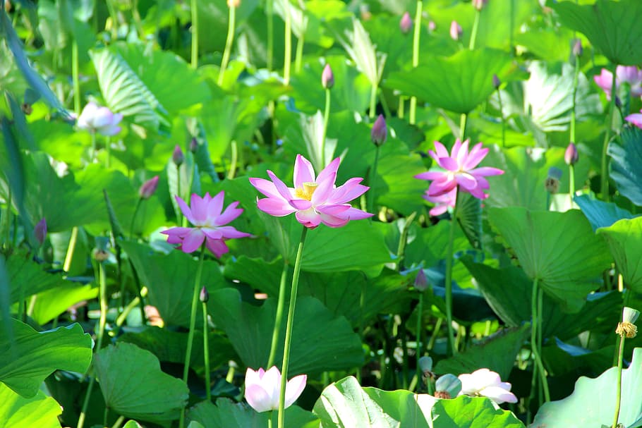 lotus, green, summer, flower, flowering plant, leaf, plant part HD wallpaper