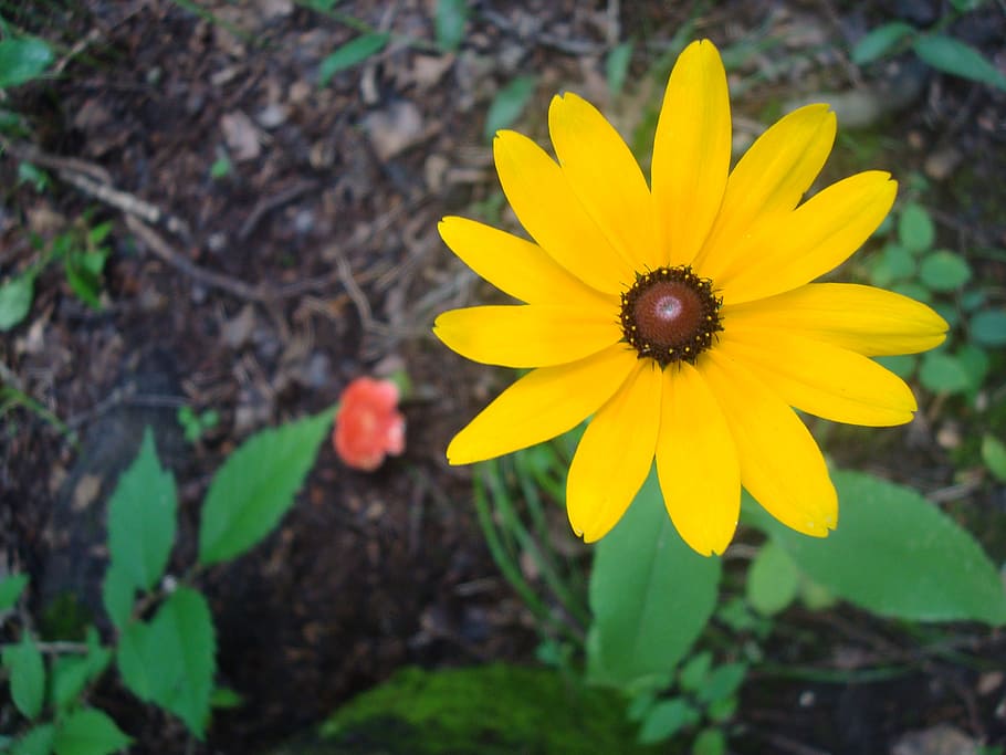 daisy, flower, contrast, yellow, garden, spring, summer, flowering plant HD wallpaper