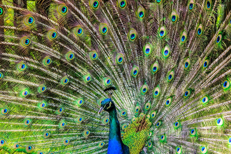 Peacock illustration, pen, alluring yet, lure, tom, bird, feather, HD wallpaper