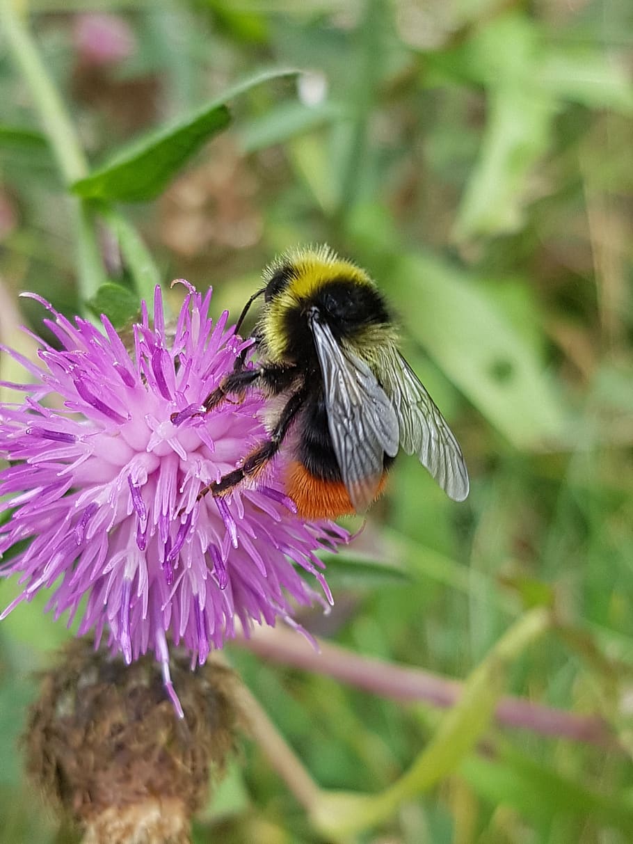 bumblebee, knapweed, flower, insect, flowering plant, animals in the wild HD wallpaper