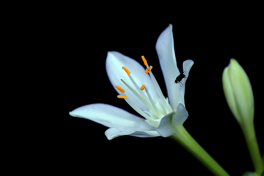 flower, black, white, nature, plant, close-up, petal, beauty In Nature HD wallpaper