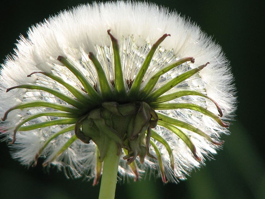 dandelion, seeds, umbrella, plant, growth, close-up, freshness HD wallpaper