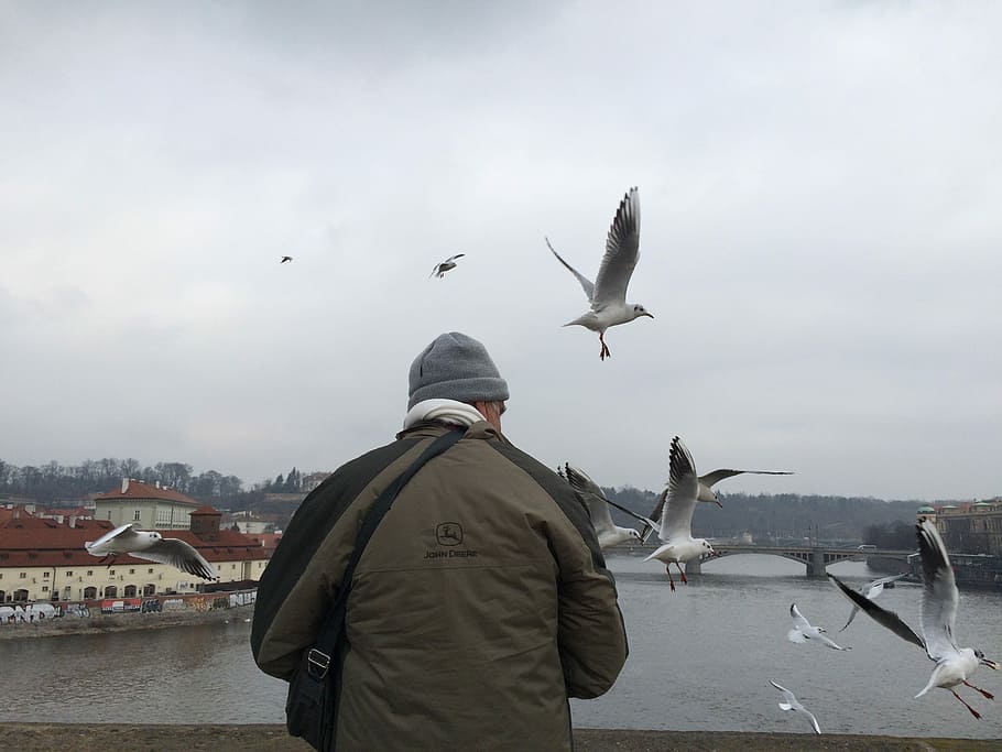 Bird, Uncle, Man, flying, one animal, one man only, rear view HD wallpaper