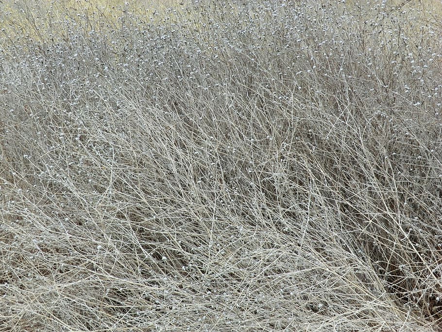 grass, dry, gray, background, field, ecology, wild, vegetation HD wallpaper