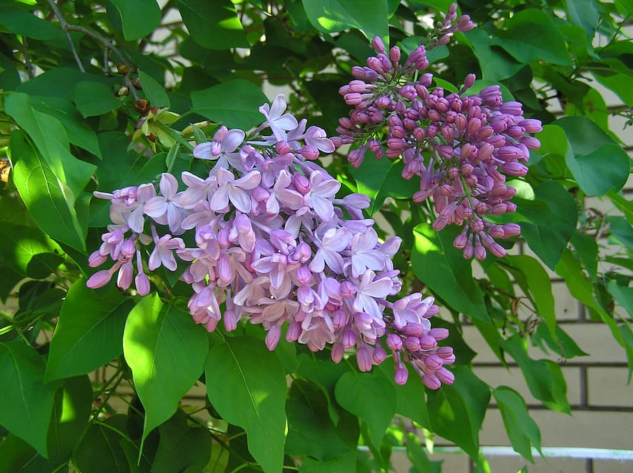 spring, lilac, tree, flower, flowering plant, fragility, vulnerability HD wallpaper