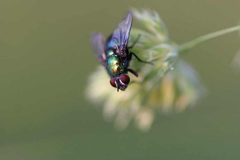 close-up, fly, insect, nature, animal, macro, housefly, animal themes HD wallpaper