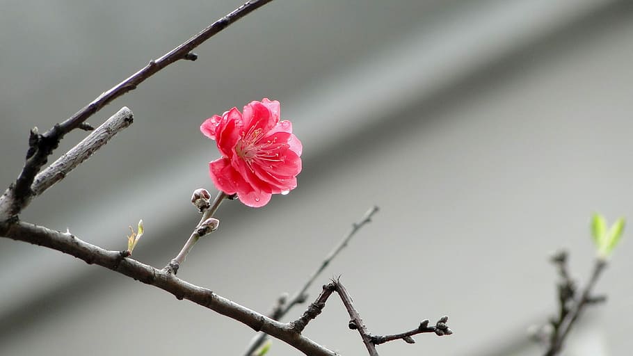 Flower, Peach Blossom, Spring, spring dance, no people, nature HD wallpaper