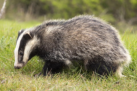 HD wallpaper: honey badger on lawn, otter, wildlife, nature, mammal, carnivore - Wallpaper Flare