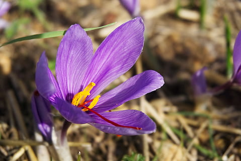 saffron, crocus sativus, saffron flower, fall, spice, flowering plant HD wallpaper
