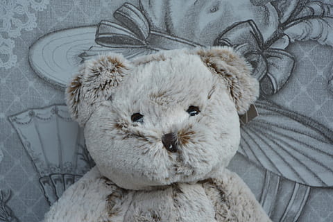bear plush, head, doudou, hug, soft, child, mammal, domestic HD wallpaper