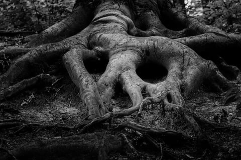 gray tree roots, forrest, forest, ancient, art, black and white HD wallpaper