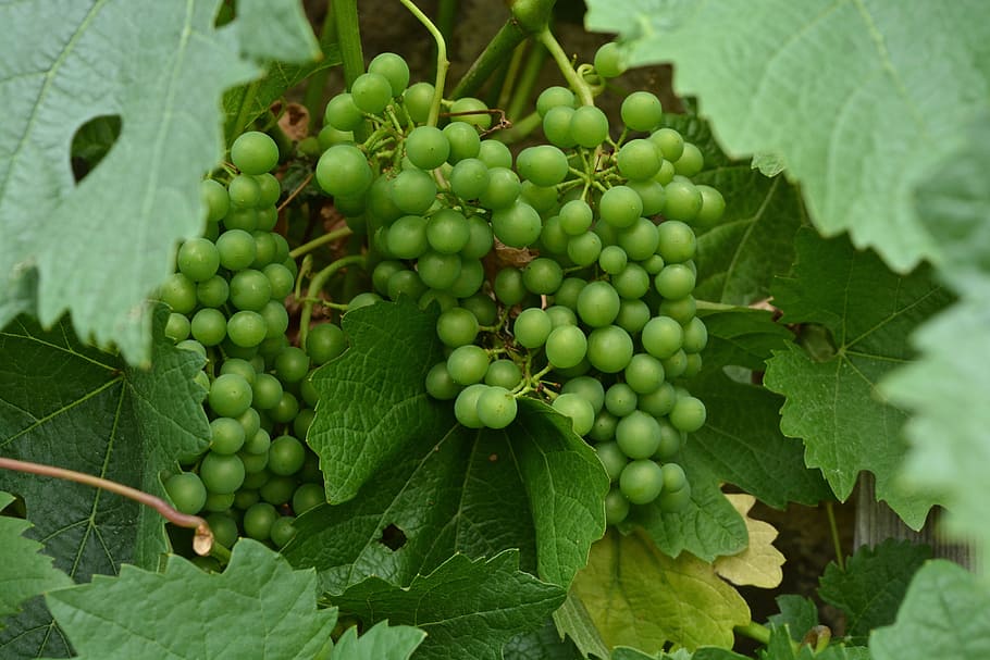 vine, fruit, agriculture, leaf, nature, wine, food, cluster HD wallpaper