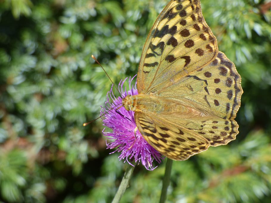butterfly, flower, color, floral pollen, summer, insect, plant