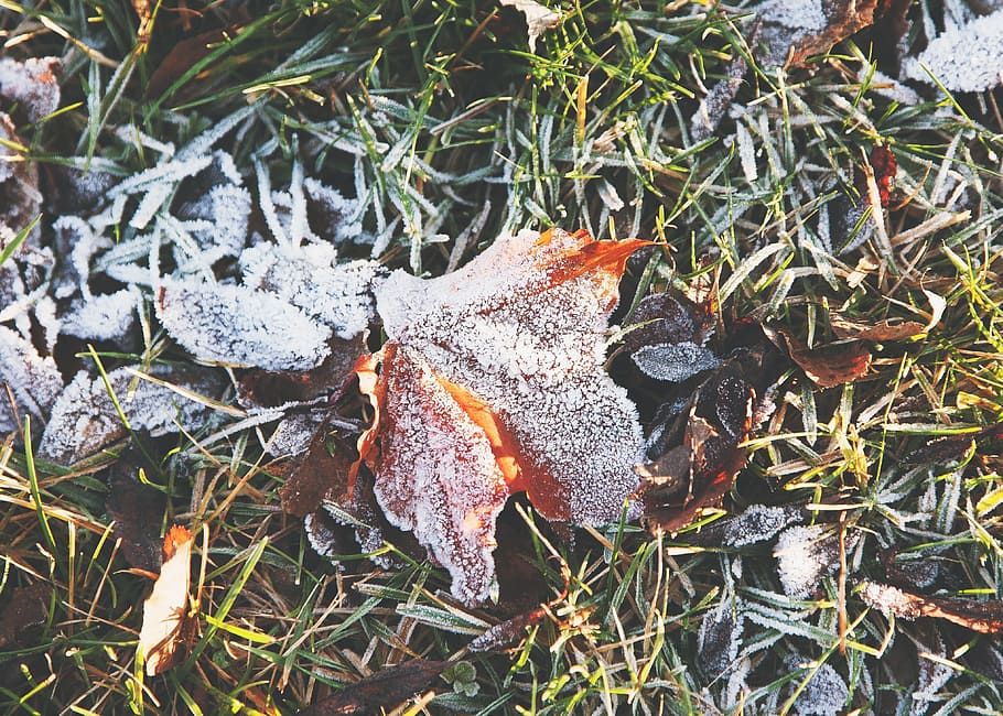 grass, ground, leaves, frost, leaf, plant, plant part, nature
