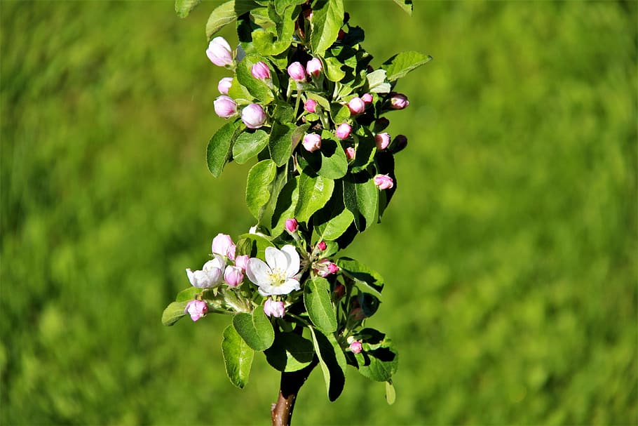 spring, bloom, nature, flowers, apple tree, plant, flowering plant HD wallpaper