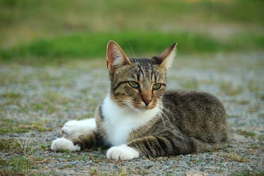 cat, kitten, mieze, mackerel, tiger cat, domestic Cat, pets HD wallpaper