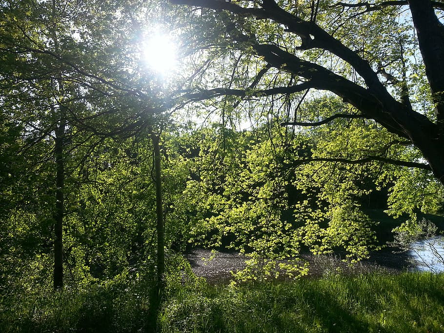 nature, sun, trees, landscape, sunny, water, forest, outdoors HD wallpaper