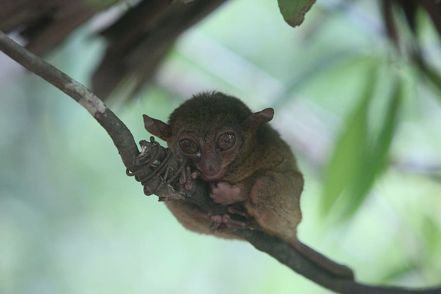 tar shea, tar shea monkey, tarsier, bohol tarsier, animal themes, HD wallpaper