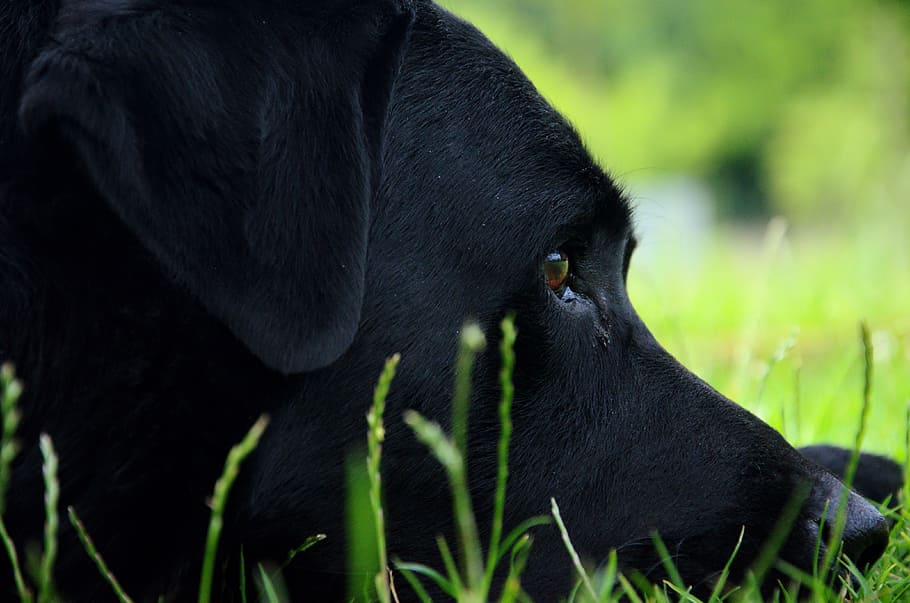 Dog, Portrait, Labrador, one animal, black color, animal themes HD wallpaper