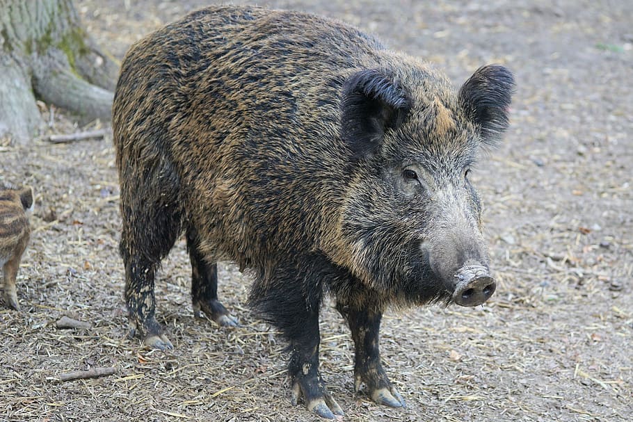 black pig, boar, sow, nature, animal, park, zoo, sababurg castle, HD wallpaper