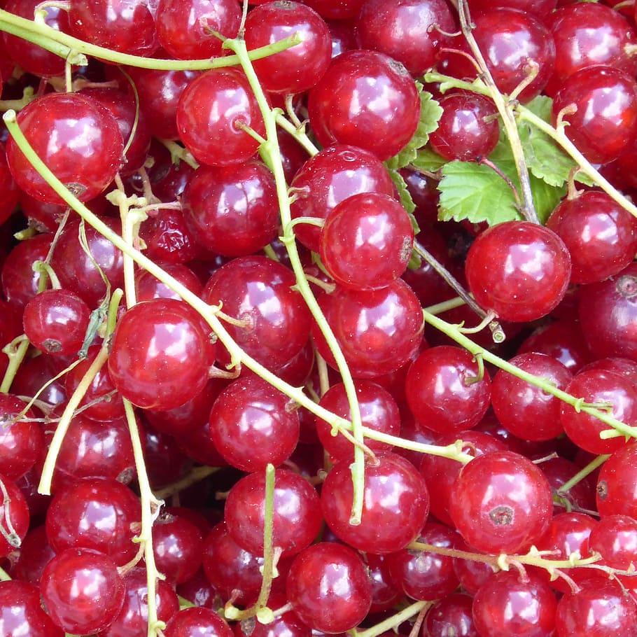 Currants, Red, Fruit, Berries, Food, sweet, eat, delicious HD wallpaper