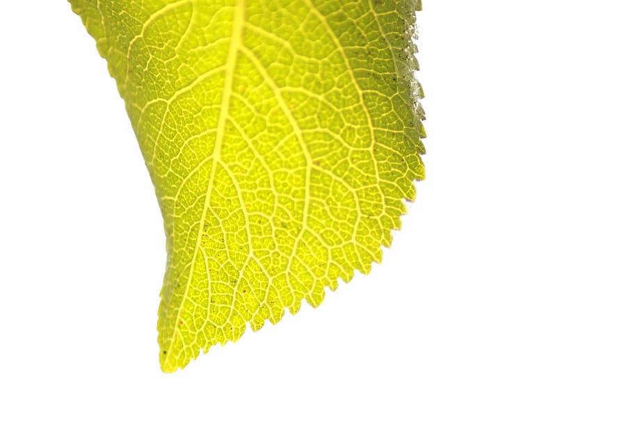 leaf, leaves, green, macro, closeup, natural, plant, summer HD wallpaper