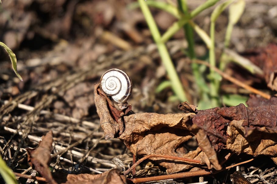 shell, snail, autumn, reptile, leaf, land, plant part, day HD wallpaper
