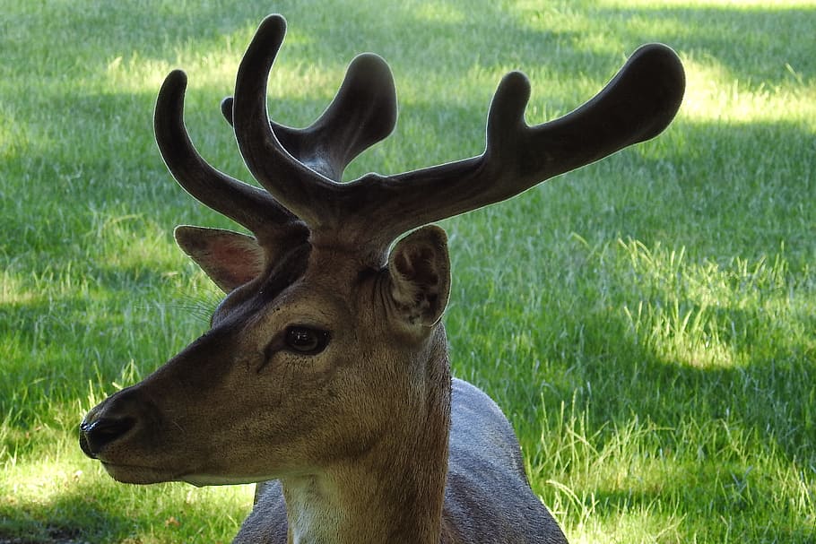 Hirsch, Antler, Fallow Deer, Scheu, forest animal, wild, wildlife photography HD wallpaper