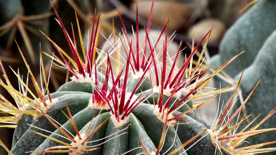 cactus, spike, pungent, spiked, plant, succulent plant, growth, HD wallpaper