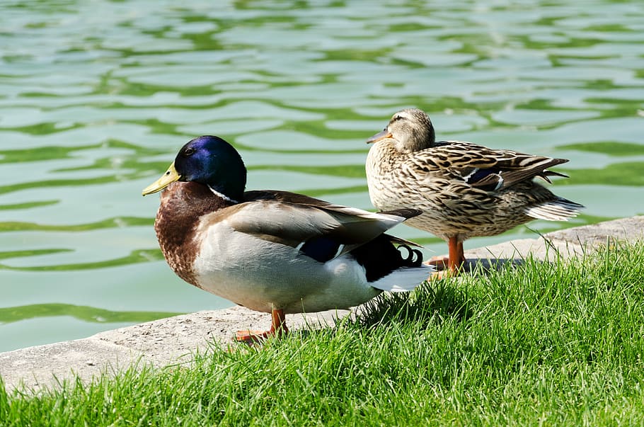 pond, ducks, nature, rush, bird, animals, grass, green, animals in the wild HD wallpaper