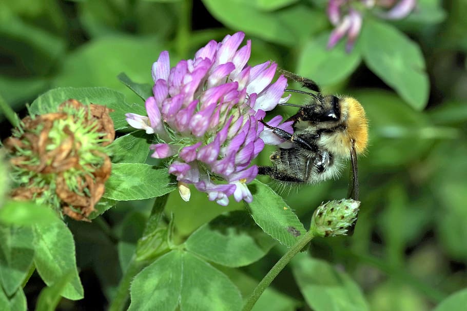 bumblebee, insect, pollinate, clover, red, blue, violet, flower HD wallpaper