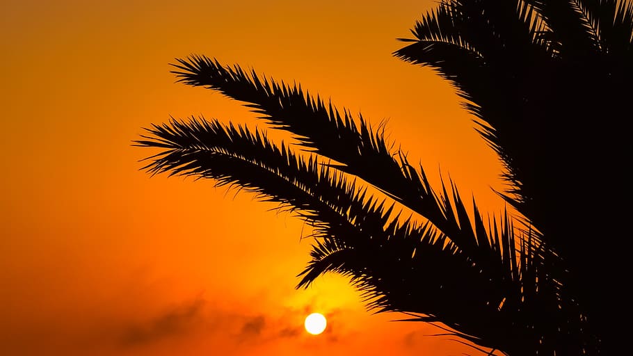 Sunset, Palm Tree, Nature, Summer, sky, clouds, evening, orange HD wallpaper