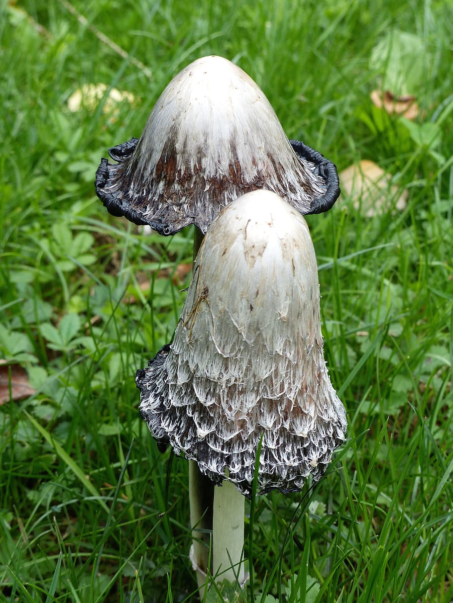 fungus, nature, undergrowth, forest, fall, plant, grass, mushroom HD wallpaper